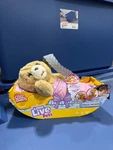 Little Live Pets Cozy Dozys Cubbles The Bear Interactive Plush (damaged Box). Fixed Price $50.00.